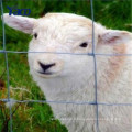 Clôture de ferme grillagée en gros grillagée